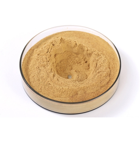 Ganoderma lucidum extract